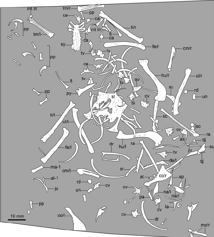 interpretative-line-drawing-of-the-holotype-of-pterygornis-dapingfangensis-gen-et-sp.png