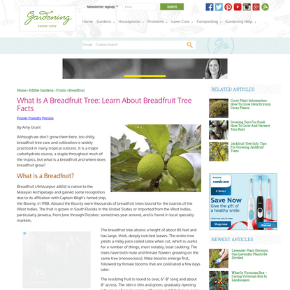 What Is A Breadfruit Tree: Learn About Breadfruit Tree Facts