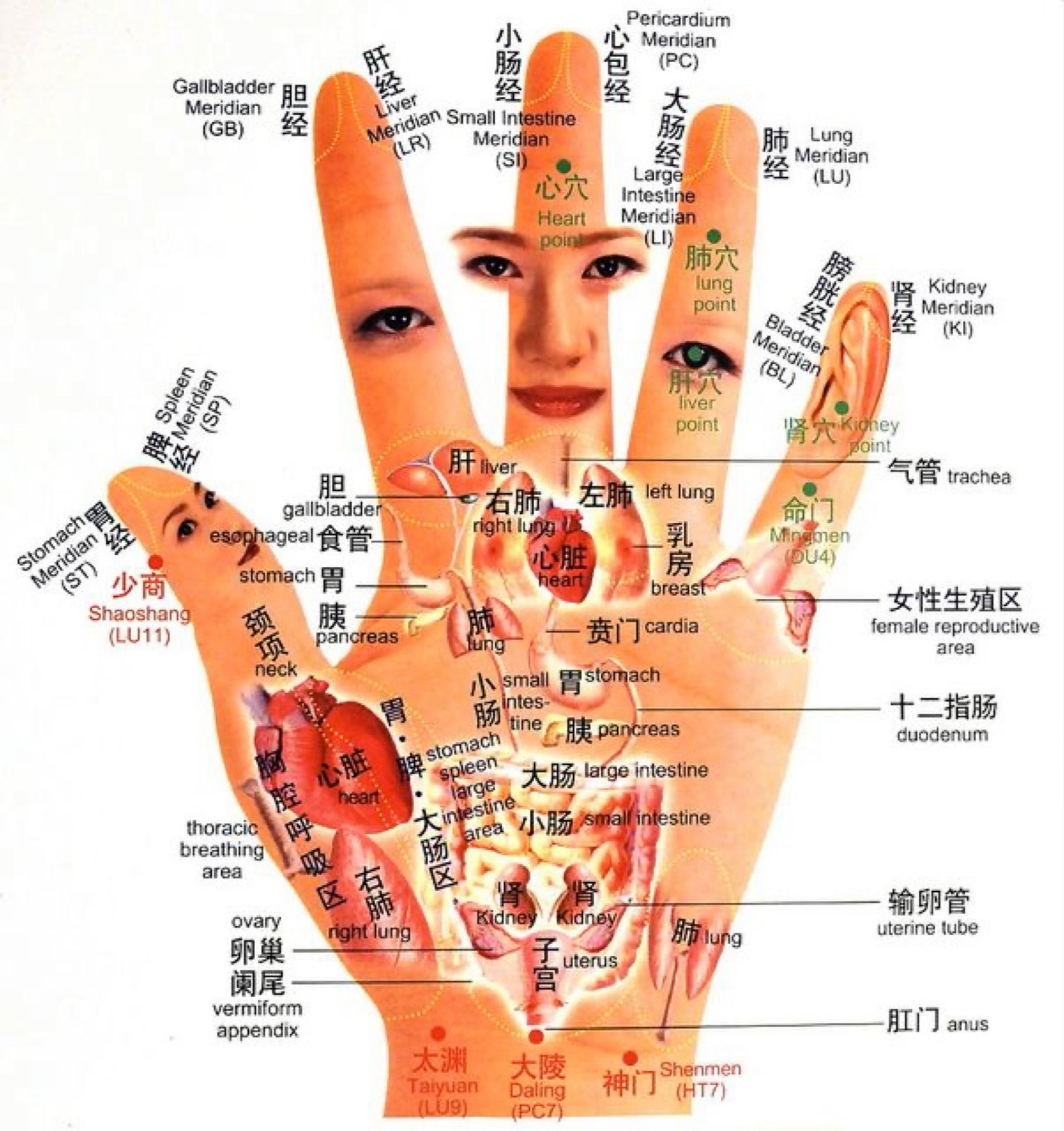 Reflexology hand chart 