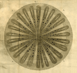 The Anatomy of Plants (1682) - Nehemiah Grew
