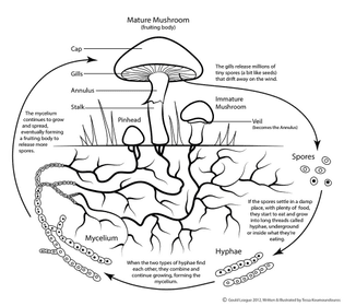 tesskou_mushroomlifecycle.jpg?format=1000w