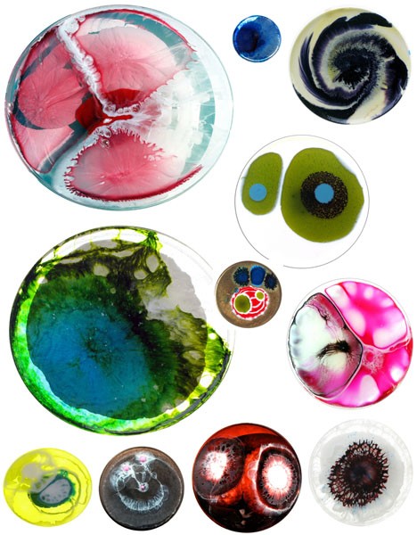 petri-dish-collection.jpg