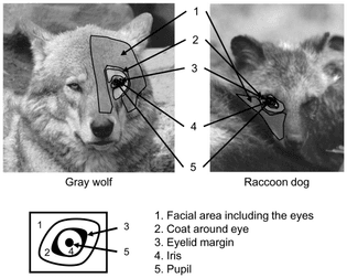 wolves-facial-areas.jpg