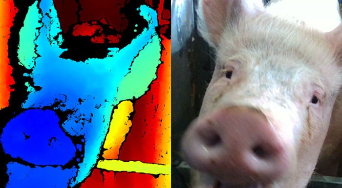 facial_recognition_technology_aims_to_detect_emotional_state_in_pigs.jpg