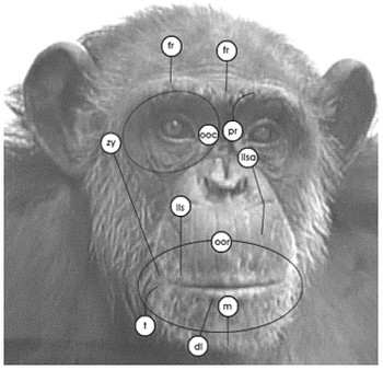 picture1-chimpfacs.png