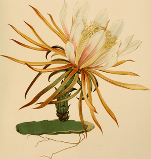 the_cactaceae_-_descriptions_and_illustrations_of_plants_of_the_cactus_family_-1919-_-14596644808-.jpg