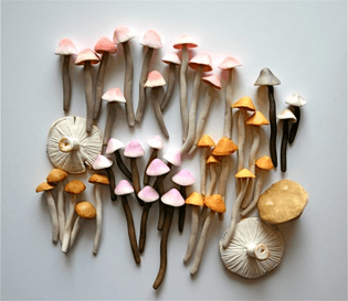 50_mushrooms-pink.jpg