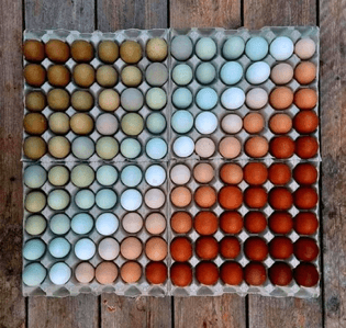 Egg colours