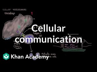 Cellular communication (video) | Khan Academy