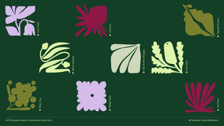 juniper_illustration_flora.png