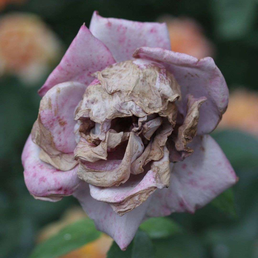 Ужасный цвет. Увядший цветок. Страшные цветы. Мертвые цветы. Самые ужасные цветы.