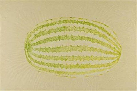 Ruth Asawa, Watermelon, 1973 | watercolor on paper