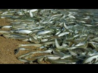 Why Are These Fish Beaching Themselves? | BBC Earth