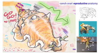 conch.png