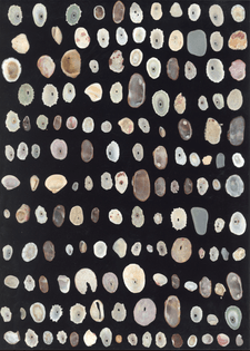 shells from Manatí, Puerto Rico
