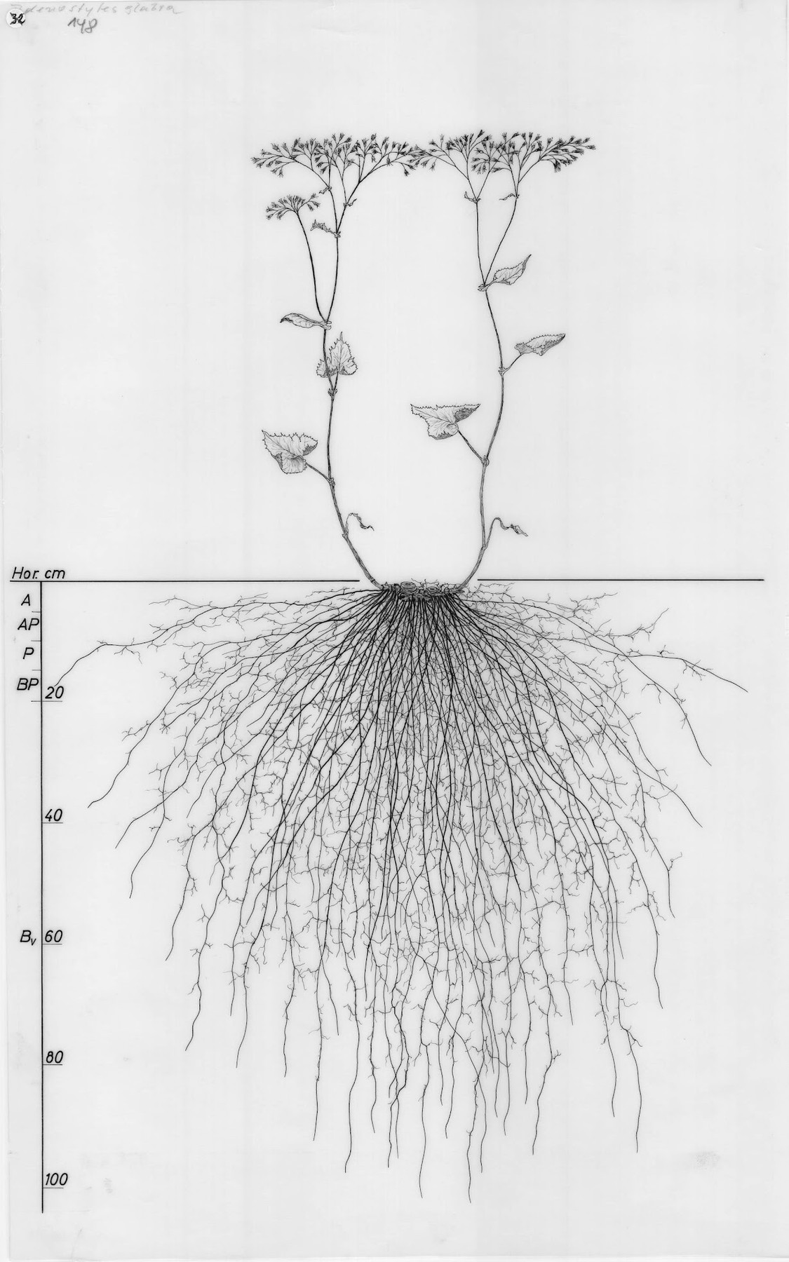 root systems