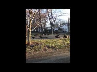 Turkeys Walk in Circle Around a dead cat