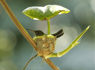 hummingbird nest under leaf