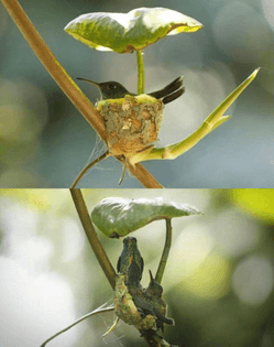 nest under leaf