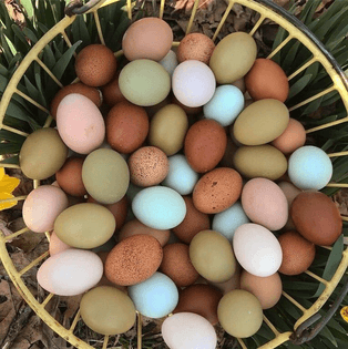this-basket-of-eggs_.jpeg