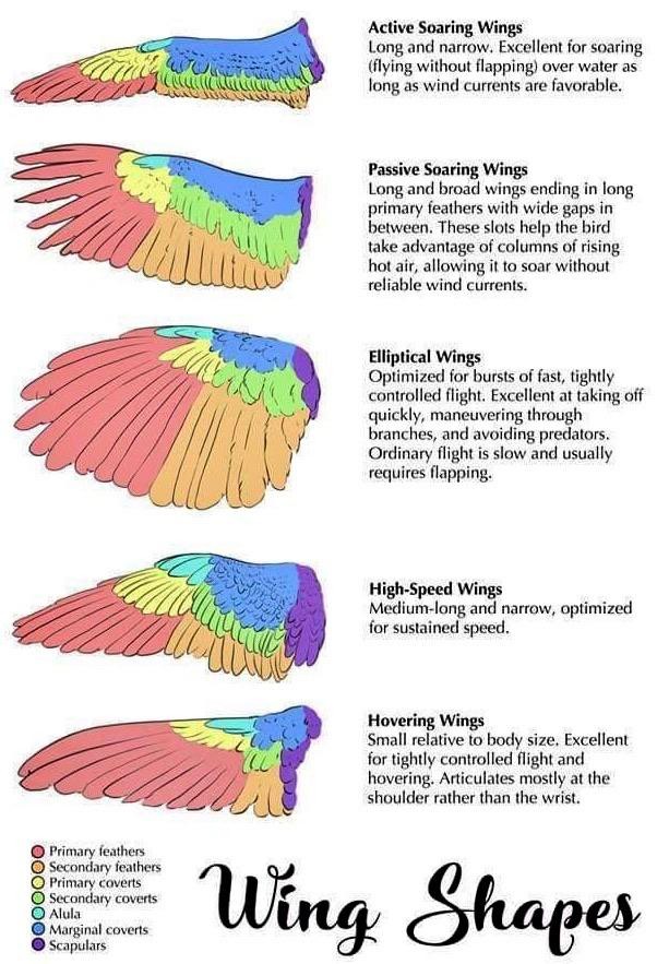 bird-wings.jpeg