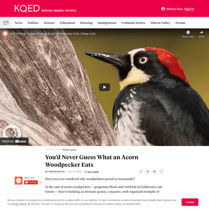 You’d Never Guess What an Acorn Woodpecker Eats | KQED