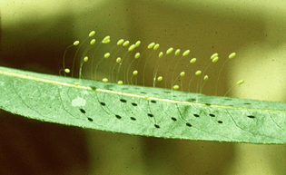 lacewing eggs
