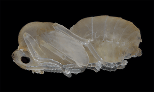 lasius-niger-black-garden-ant-pupa.jpeg