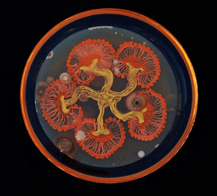 Microbe Art! * Neurons by Mehmet Berkmen and artist Maria Pernil