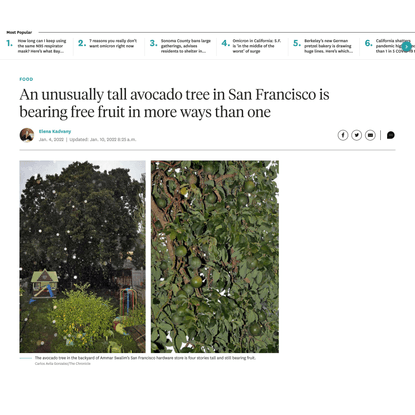 An unusually tall avocado tree in San Francisco is bearing free fruit in more ways than one