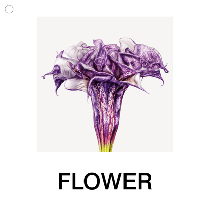 Flower - Andrew Zuckerman