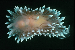 a-nudibranch-or-naked-sea-slug-dr-te-thompsonscience-photo-library.jpg