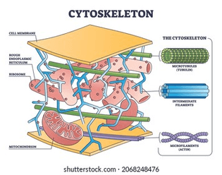 cytoskeleton-structure-complex-dynamic-network-260nw-2068248476.jpg