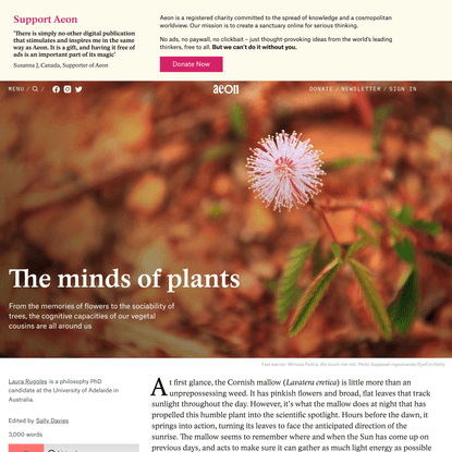 Beyond the animal brain: plants have cognitive capacities too | Aeon Essays
