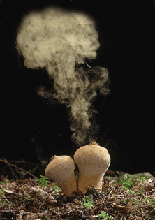 common-puffball-fungus-emitting-spores-into-the-air-yves-lanceau-natureplcom.jpg