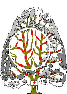 windbaum1.jpg