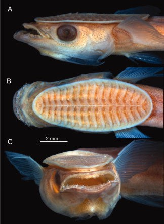 Head of a 26.7 mm Remora osteochir in lateral (A), dorsal (B), and frontal (C) view