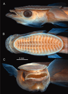 Head of a 26.7 mm Remora osteochir in lateral (A), dorsal (B), and frontal (C) view