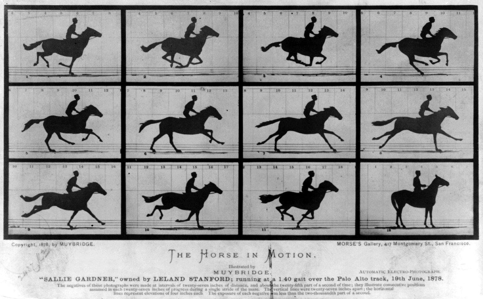 The-Horse-in-Motion-by-Eadweard-Muybridge-1878.jpg