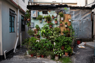 houseplant1.jpg