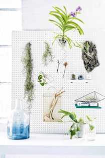 plants and pegboard