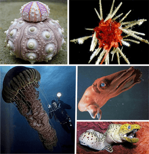 deep-ocean-creatures-5.jpeg
