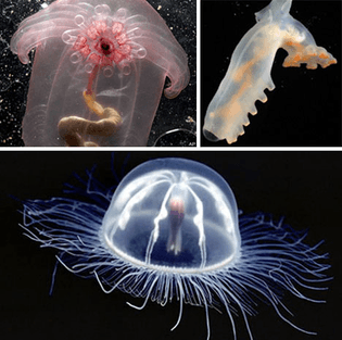 deep-ocean-creatures1.jpeg