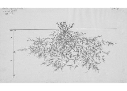Root System Drawings