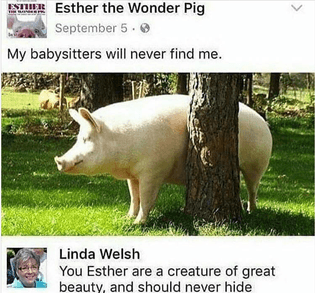 Esther the Wonder Pig