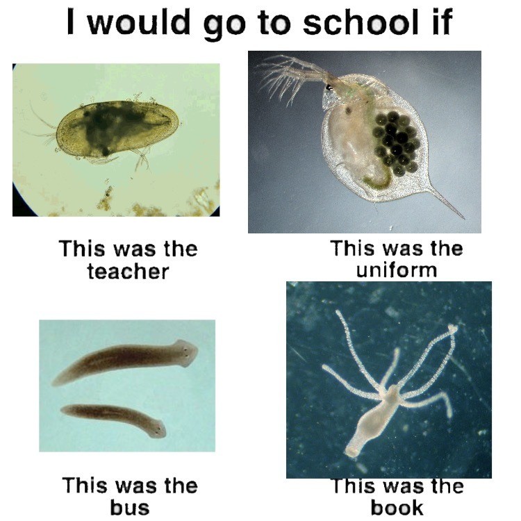 i would go to school if 