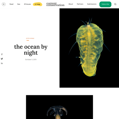 The ocean by night | Current Conservation