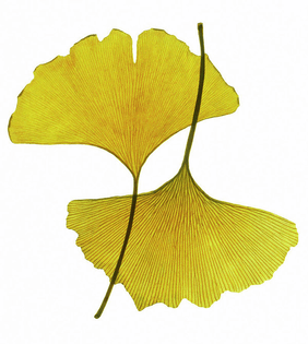 autumnal-ginkgo-leaves-art-print.png