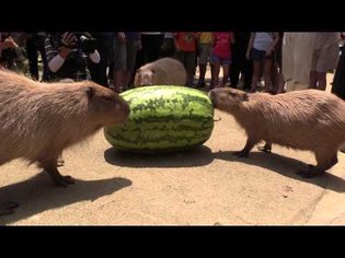 カピバラのジャンボスイカタイム Capybara VS Huge watermelon