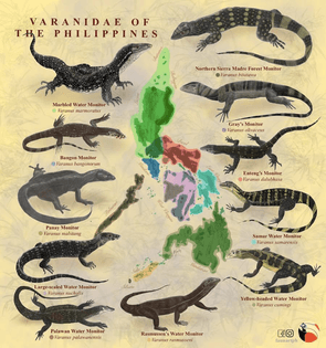 Philippine Wildlife — Are.na